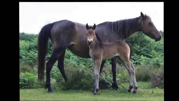 Po nábreží koník beží (pesnička)