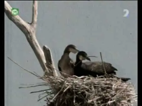 Pa a Pi - Mokrá rodina (rozprávka)