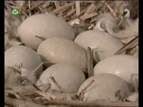 Pa a Pi: Vznešená rodina (rozprávka)