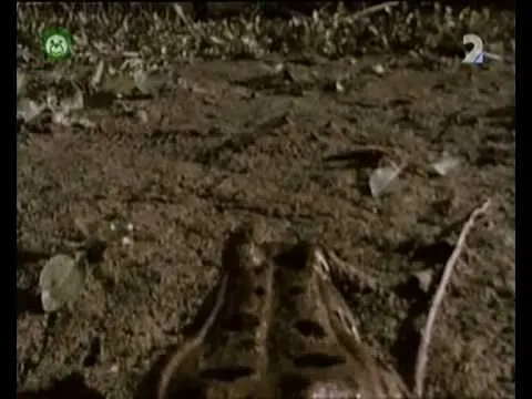 Pa a Pi - Zakliata princezná močiarov