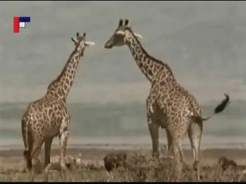 Pa a Pi: Žirafa (rozprávka)