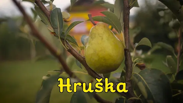 Smejko a Tanculienka: Hruška (pesnička)