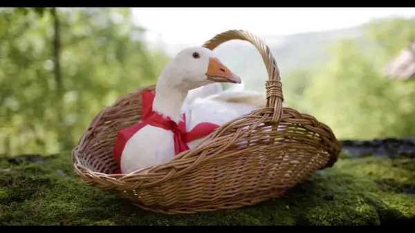 Víla Ella: Hej Miro! (pesnička)